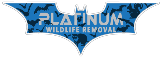 Wildlife Removal Randolph County